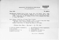 Polythrincium trifolii image